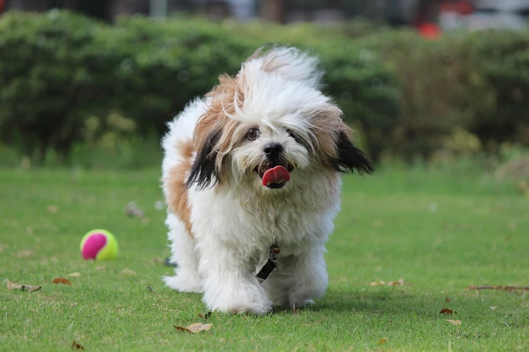 The Negative Effects Of Destructive Chewing On Lhasa Apsos