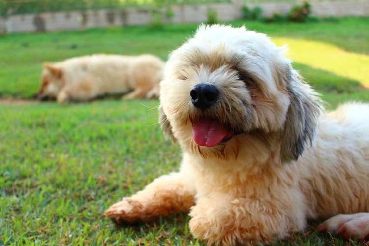 The Negative Effects Of Excessive Barking On A Lhasa Apso'S Mental Health