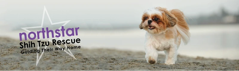 The Origin And History Of Shih Tzu In China