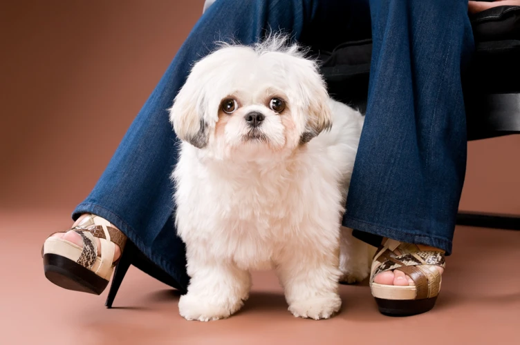 The Origins Of The Shih Poo Breed