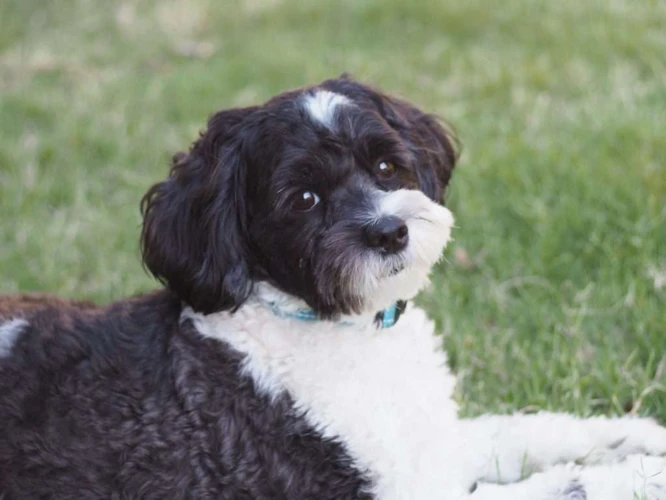 The Origins Of The Shih Poo Breed