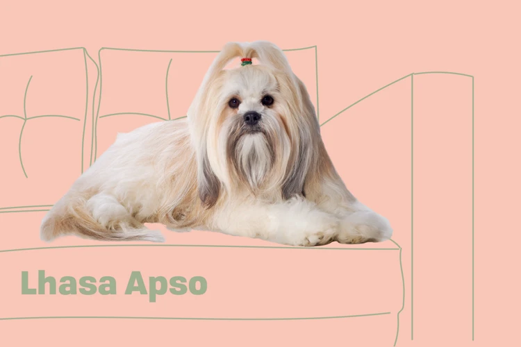 The Rise Of Lhasa Apso As A Royal Dog Breed