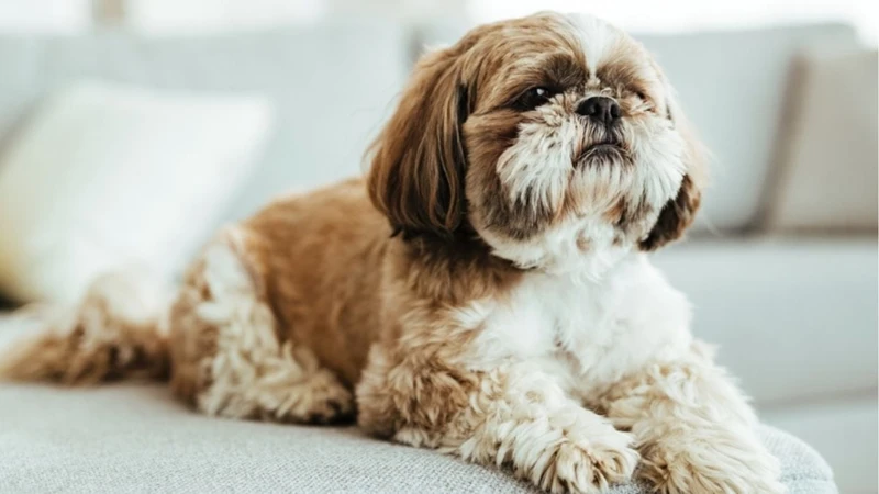The Risks Of Overfeeding Your Shih Tzu