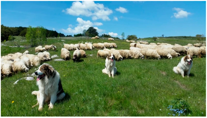 The Role Of Tornjak Dogs In Livestock Management