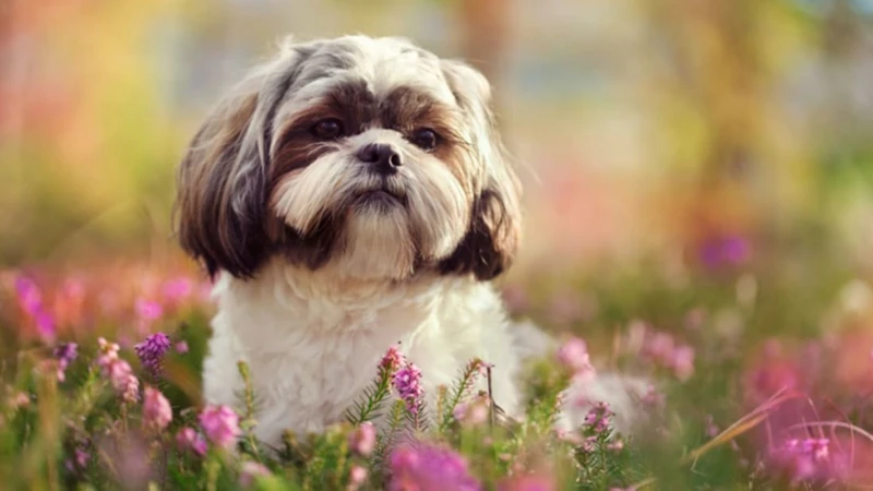 The Symbolic Meaning Of Shih Tzu In Chinese Culture