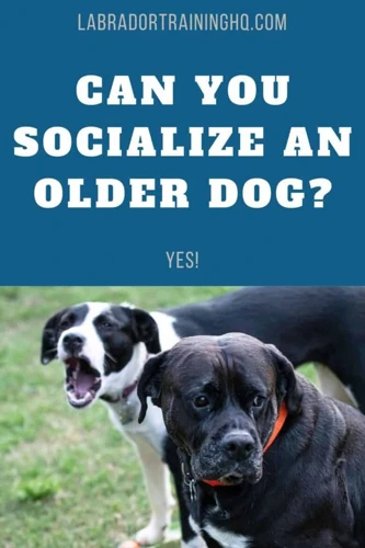 Things To Consider Before Socializing An Older Lhasa Apso