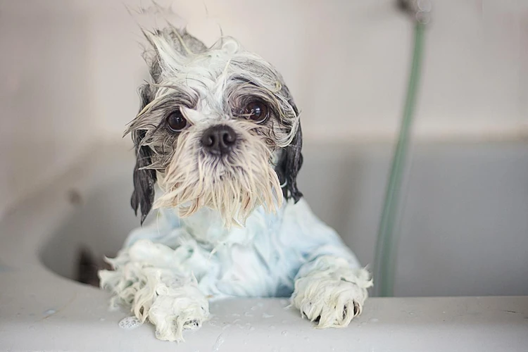 Tips For Bathing Your Shih Poo