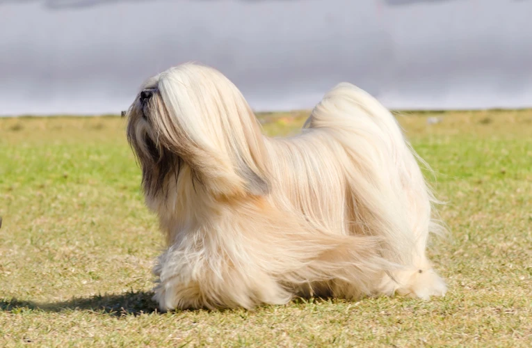 Tips For Effective Lhasa Apso Obedience Training