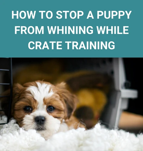 Tips For Successful Crate Training