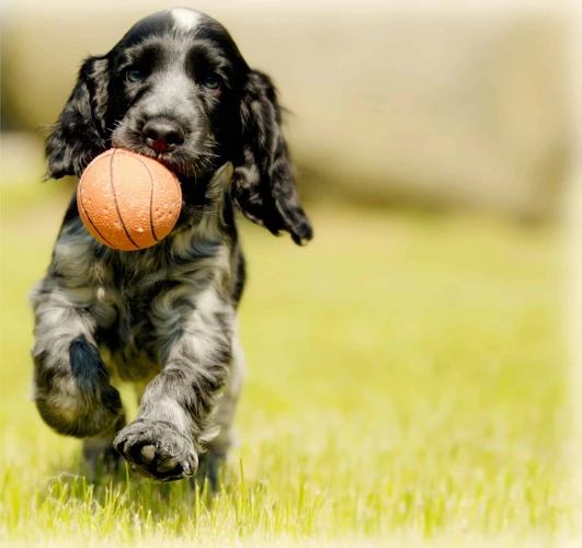 Tips To Help Your Cocker Spaniel Listen To Your Commands