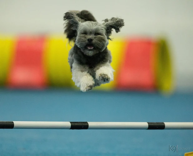 Training Your Lhasa Apso For Agility