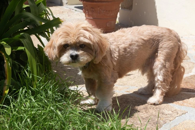 Transitioning Your Lhasa Apso To Wet Or Dry Food