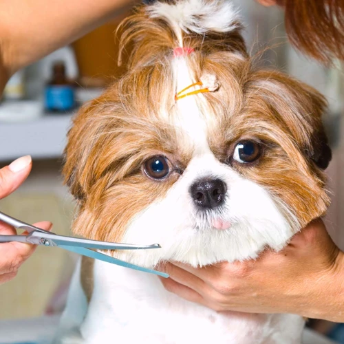 Trimming Your Shih Tzu'S Nails