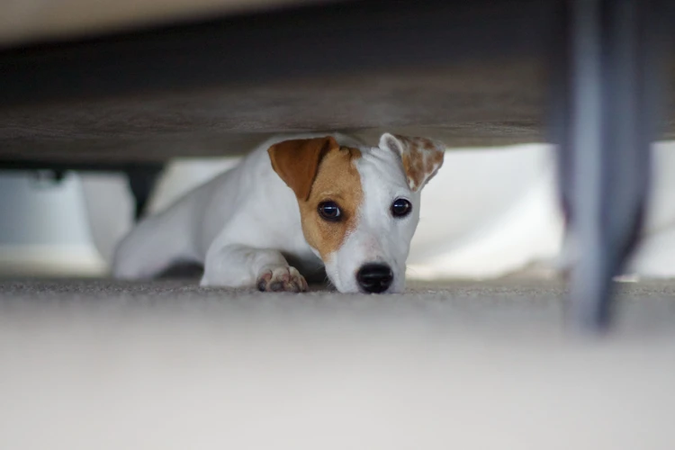 Types Of Dog Fears And Phobias