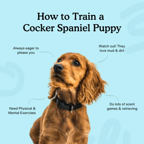 Types Of Exercise For Your American Cocker Spaniel