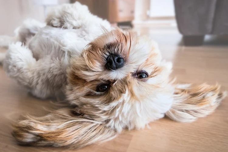 Types Of Exercise For Your Lhasa Apso
