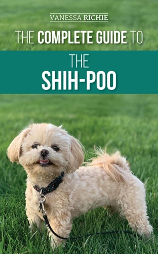 Types Of Exercise Suitable For Shih Poo Dogs