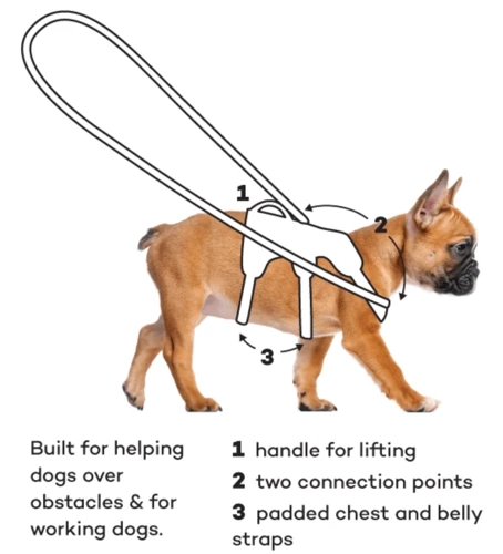 Types Of Leashes