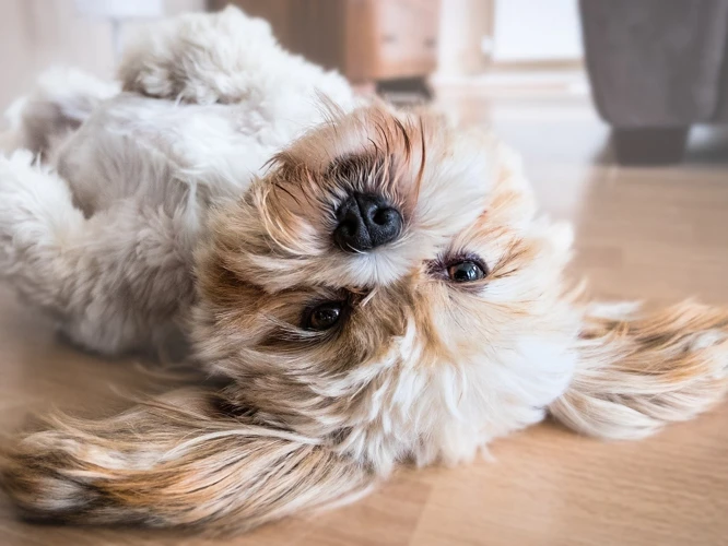 Understanding Fearfulness In Lhasa Apso Dogs
