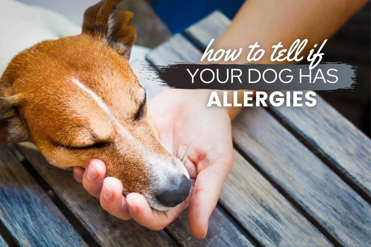 Understanding Food Allergies In Dogs