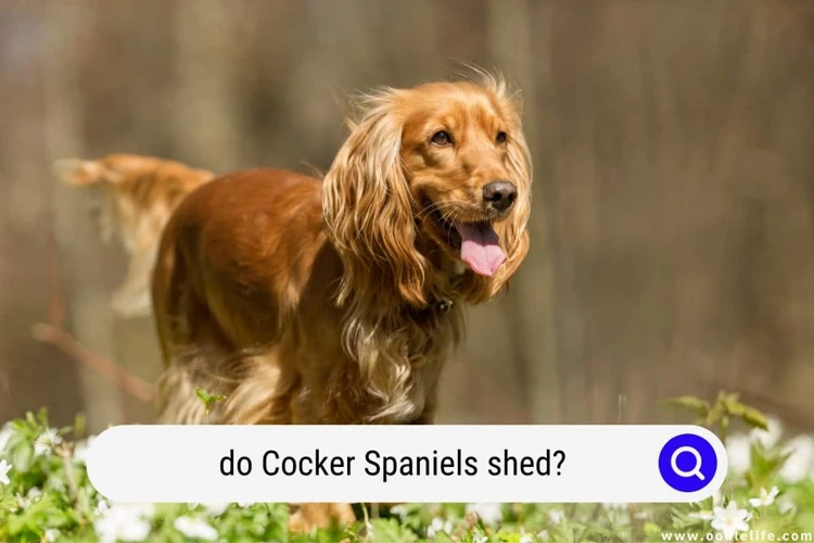 Understanding Shedding In American Cocker Spaniels