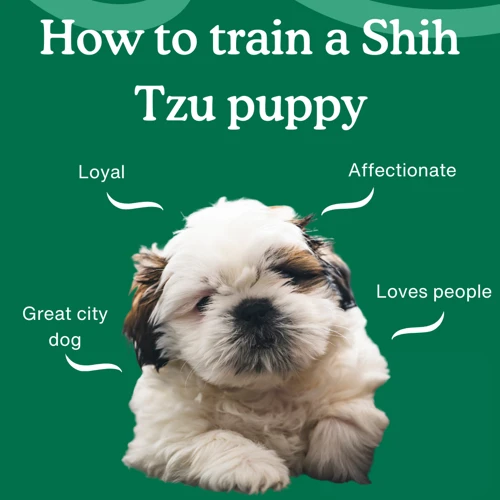 Use Of Treats In Crate Training Your Shih Poo