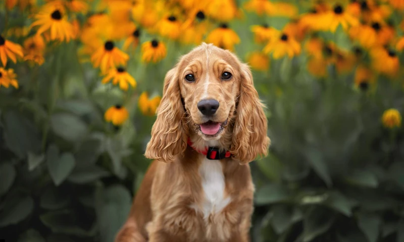 Ways To Exercise Your American Cocker Spaniel