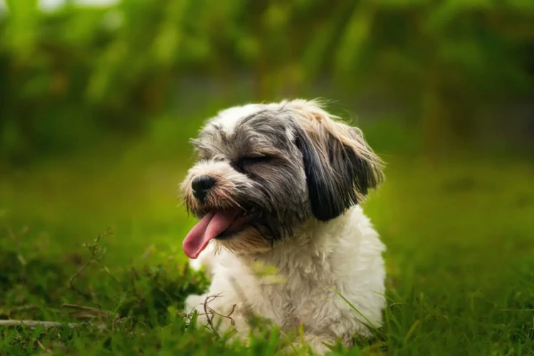 What Kind Of Temperament Does A Shih Poo Have?