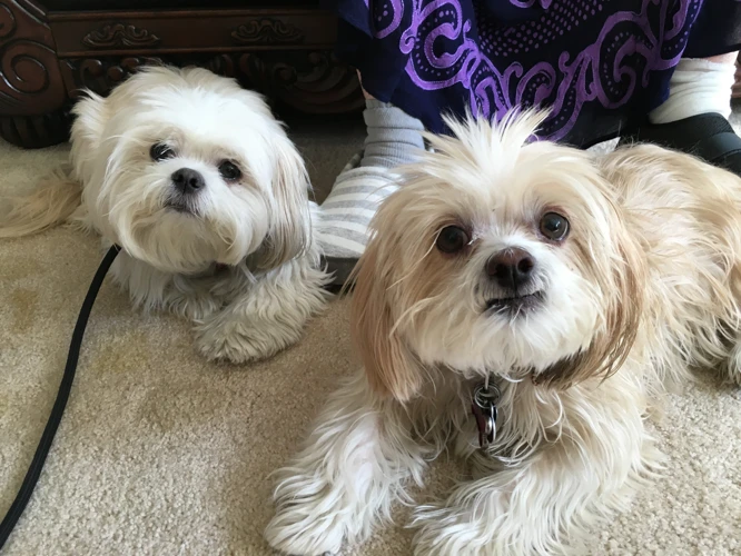 What Makes Lhasa Apso Instagram Accounts So Engaging?