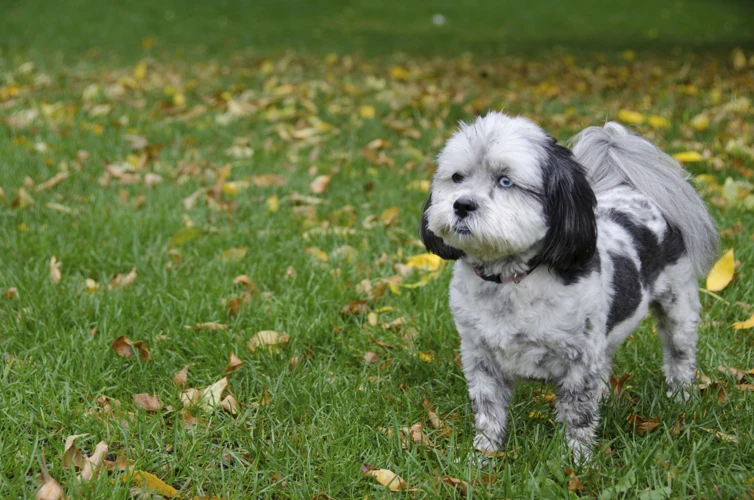 What To Avoid During Shih Poo'S Ear Cleaning