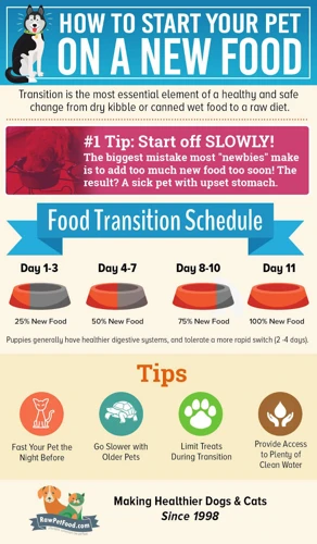 What To Consider When Creating A Balanced Diet Plan For Your Shih Poo