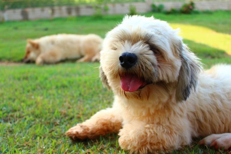 What To Feed Lhasa Apso Puppies 