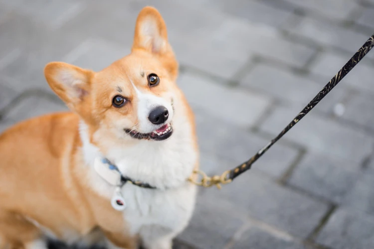 What You Need For Leash Training