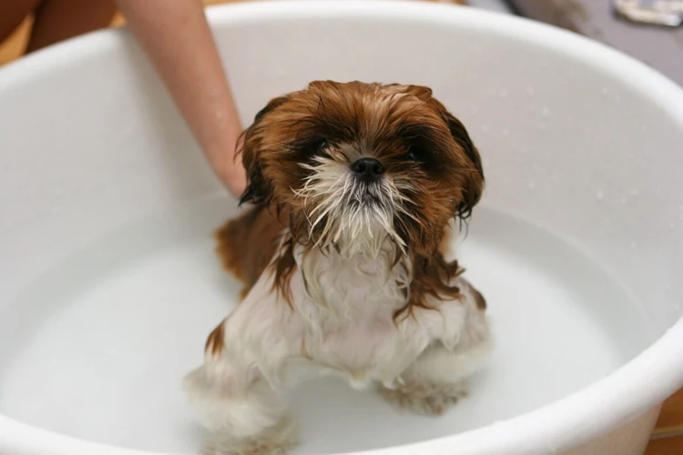 When Should You Dry Your Lhasa Apso After A Bath?