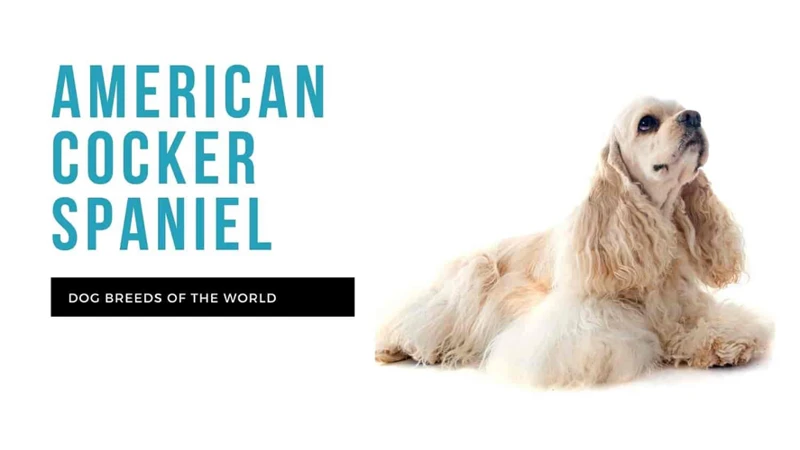 When To Deworm Your American Cocker Spaniel?