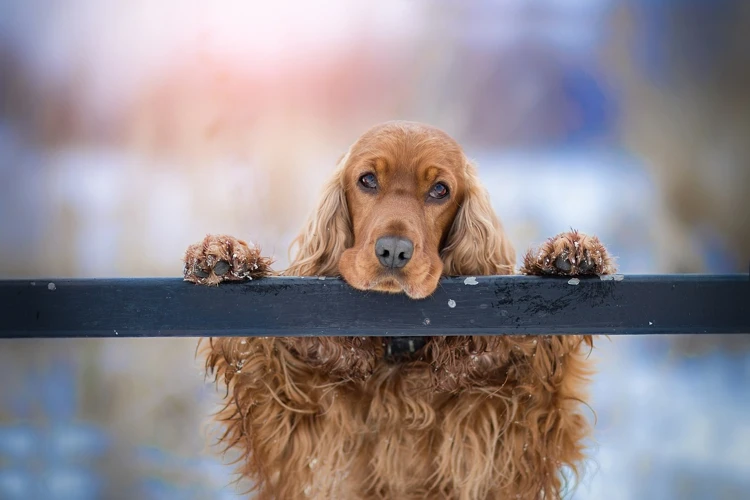 When To Give Your Cocker Spaniel Probiotics