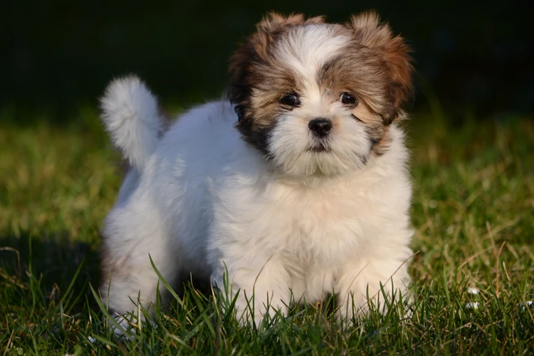 When To Start Socializing Your Lhasa Apso Puppy