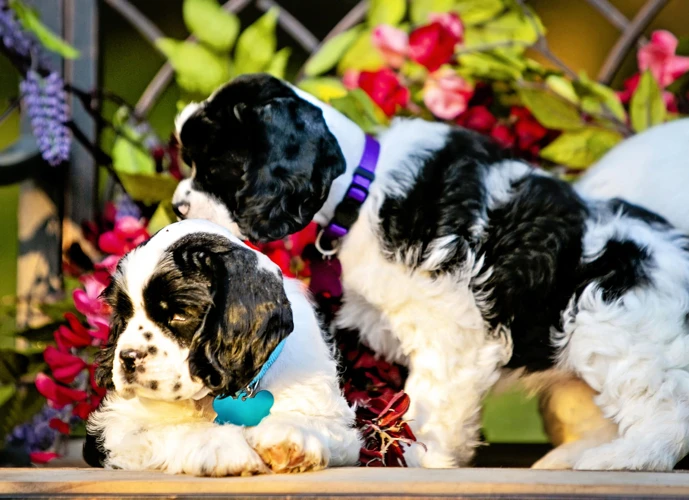 Why Dental Health Is Important For American Cocker Spaniels