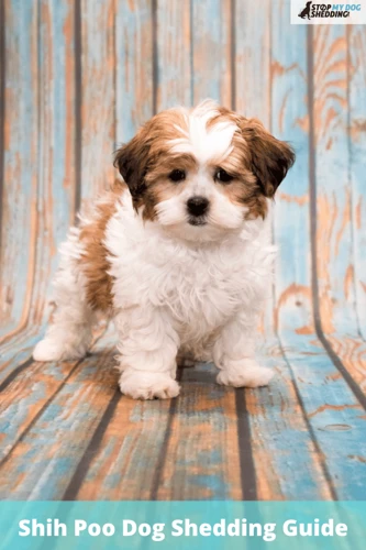 Why Do Shih Poo Dogs Shed?