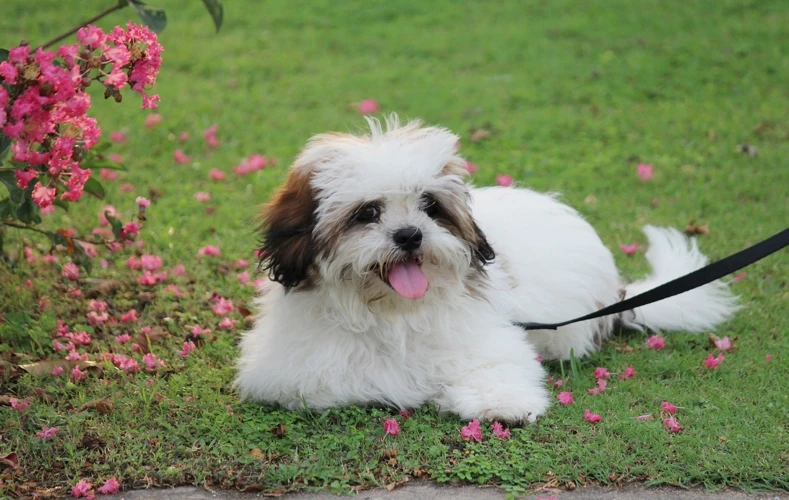 Why Leash Training Is Essential For Lhasa Apsos
