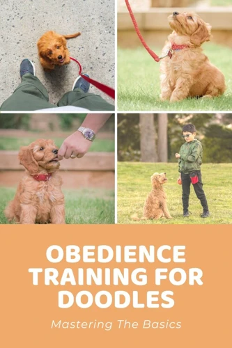 How to Master Obedience Training for Your Shih Poo - Dog Care Hacks