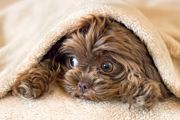 Why Shih Poos Need Regular Coat Care
