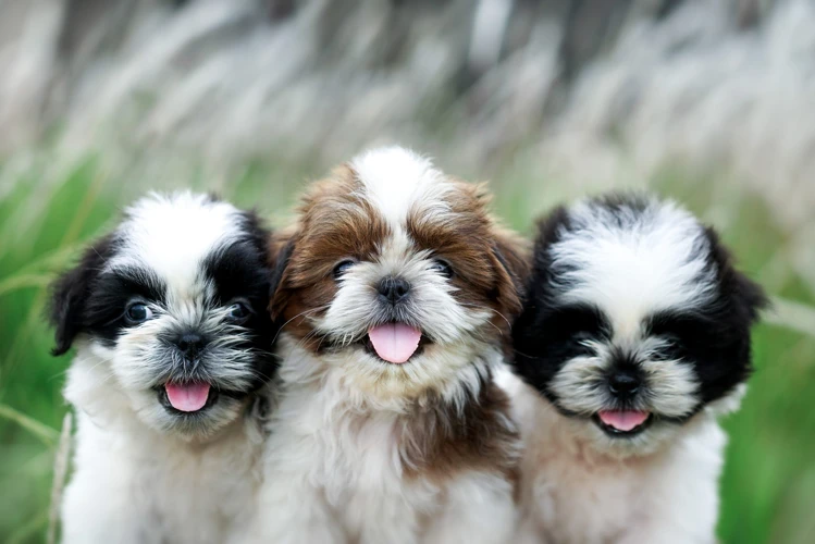Why Socialization Is Important For Shih Tzus