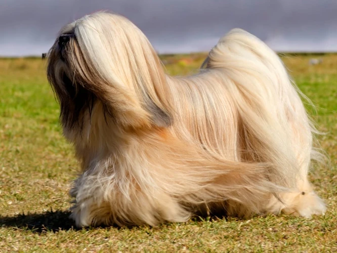 Why Train Your Lhasa Apso For Good Behavior