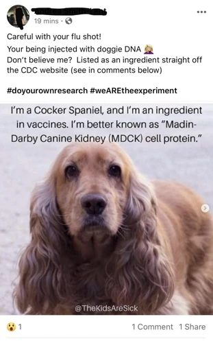 Why Vaccines Are Important For Dogs