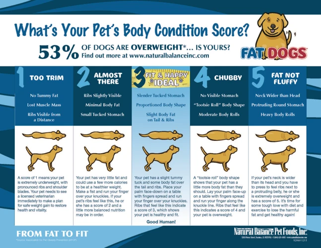 Why Your Lhasa Apso'S Weight Matters